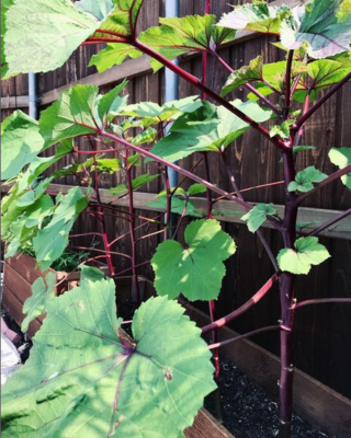 Pruning Okra Plants for a Second Harvest