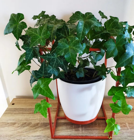 From Jungle to Jewel: How to Trim Ivy for a Stunning Indoor Oasis post thumbnail image