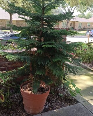 maintaining norfolk pine