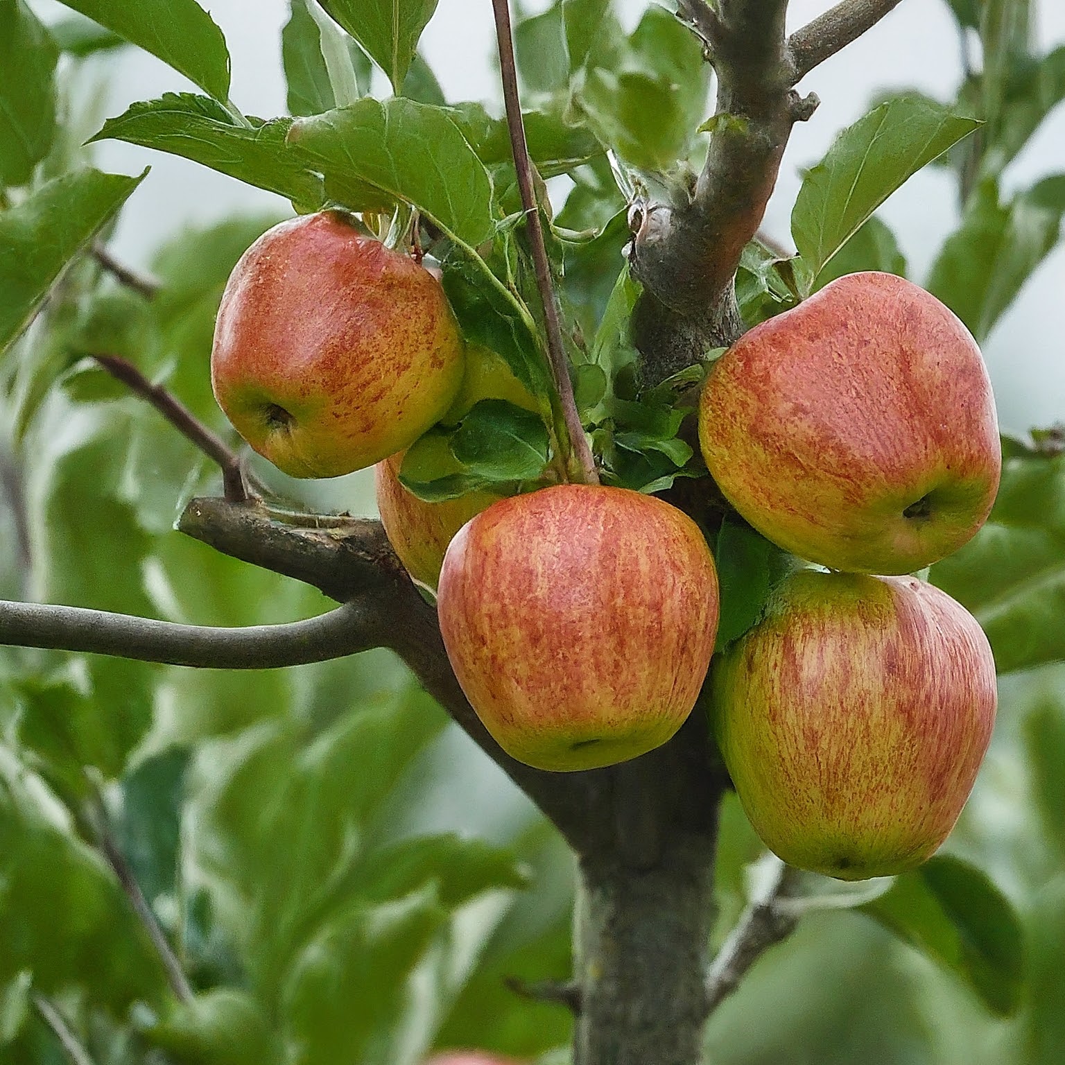 keeping an apple tree healthy