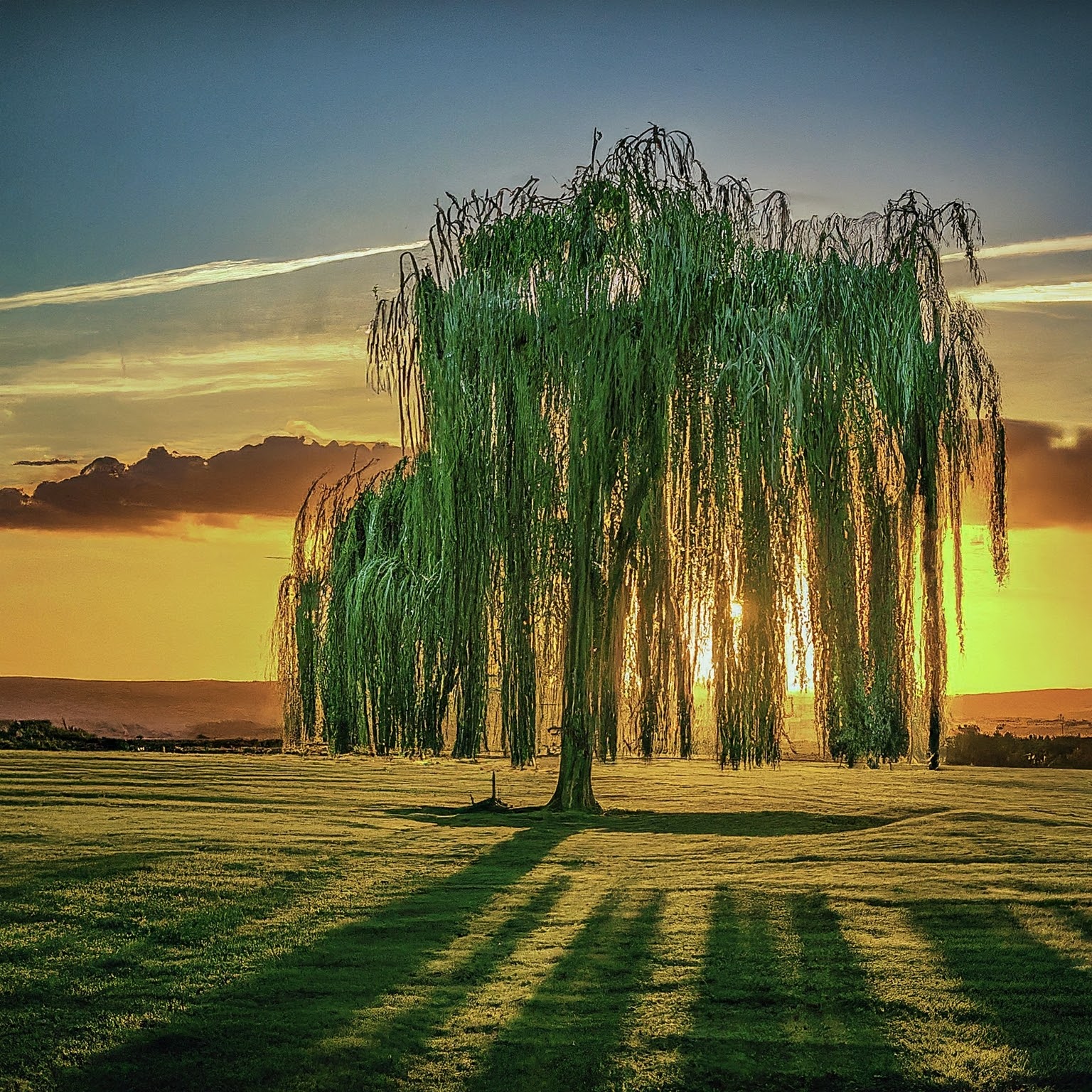 Pruning Weeping Willow Trees