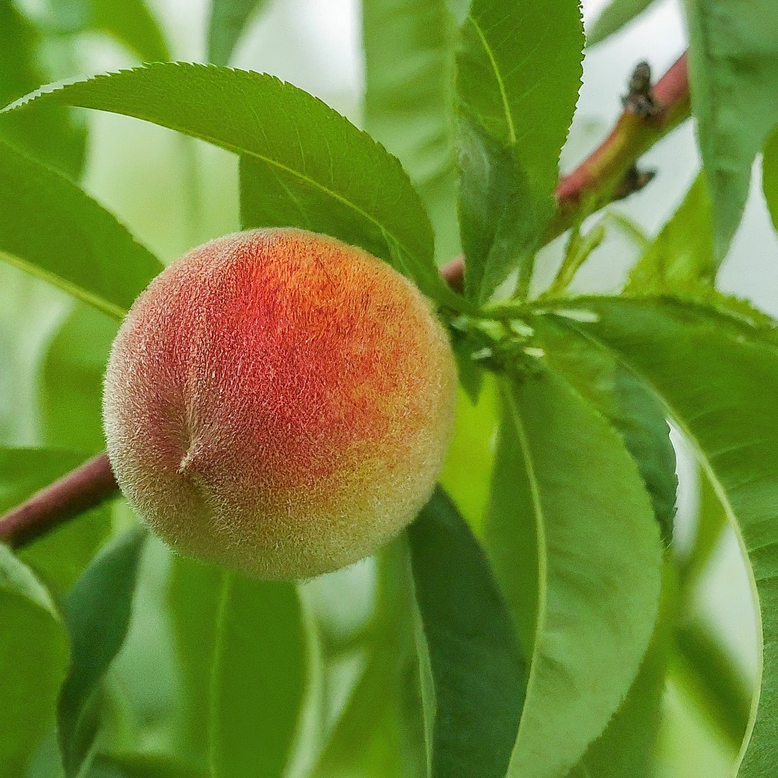 How To Prune Young Peach Trees To Boost Fruit Production By Over 300% post thumbnail image