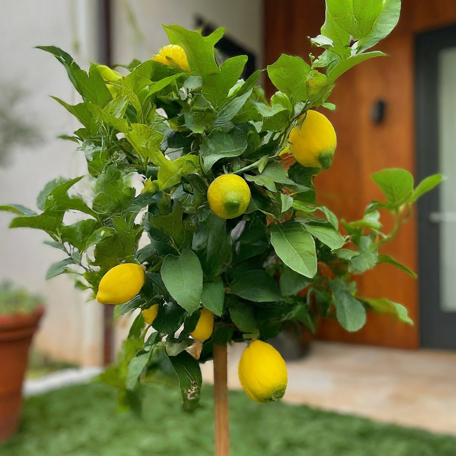 pruning young lemon tree