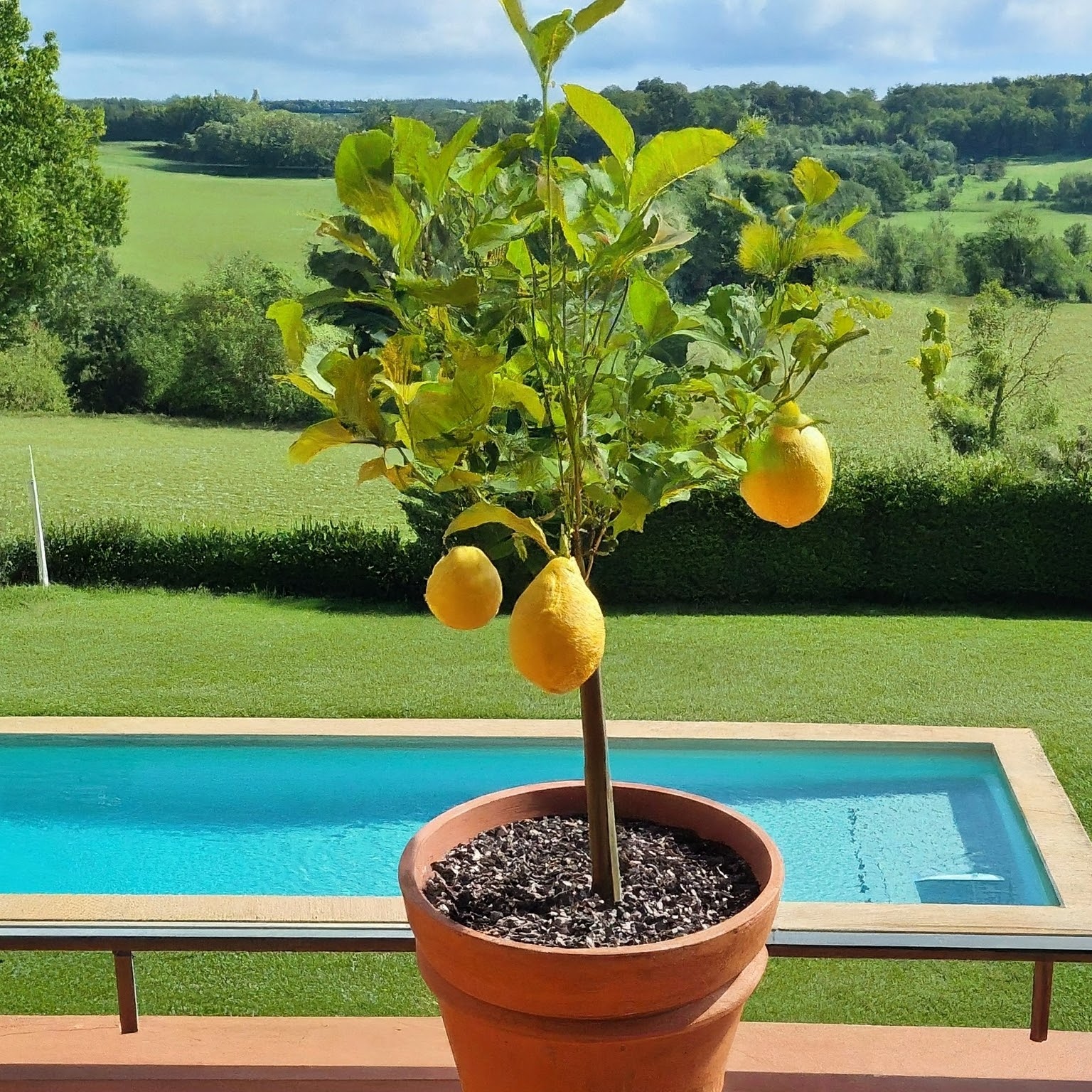 how to prune lemon tree