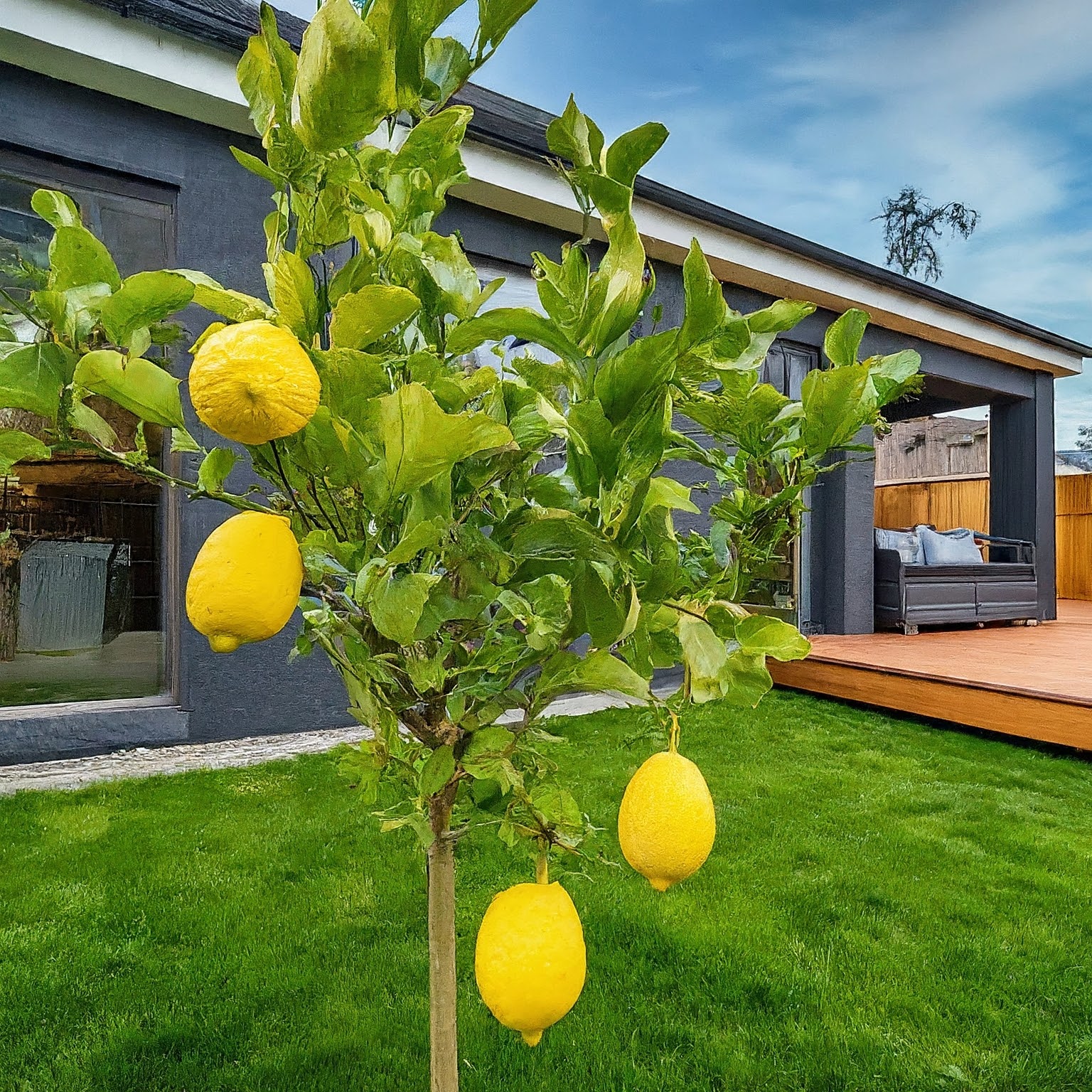 young lemon tree outside a neat backyard 