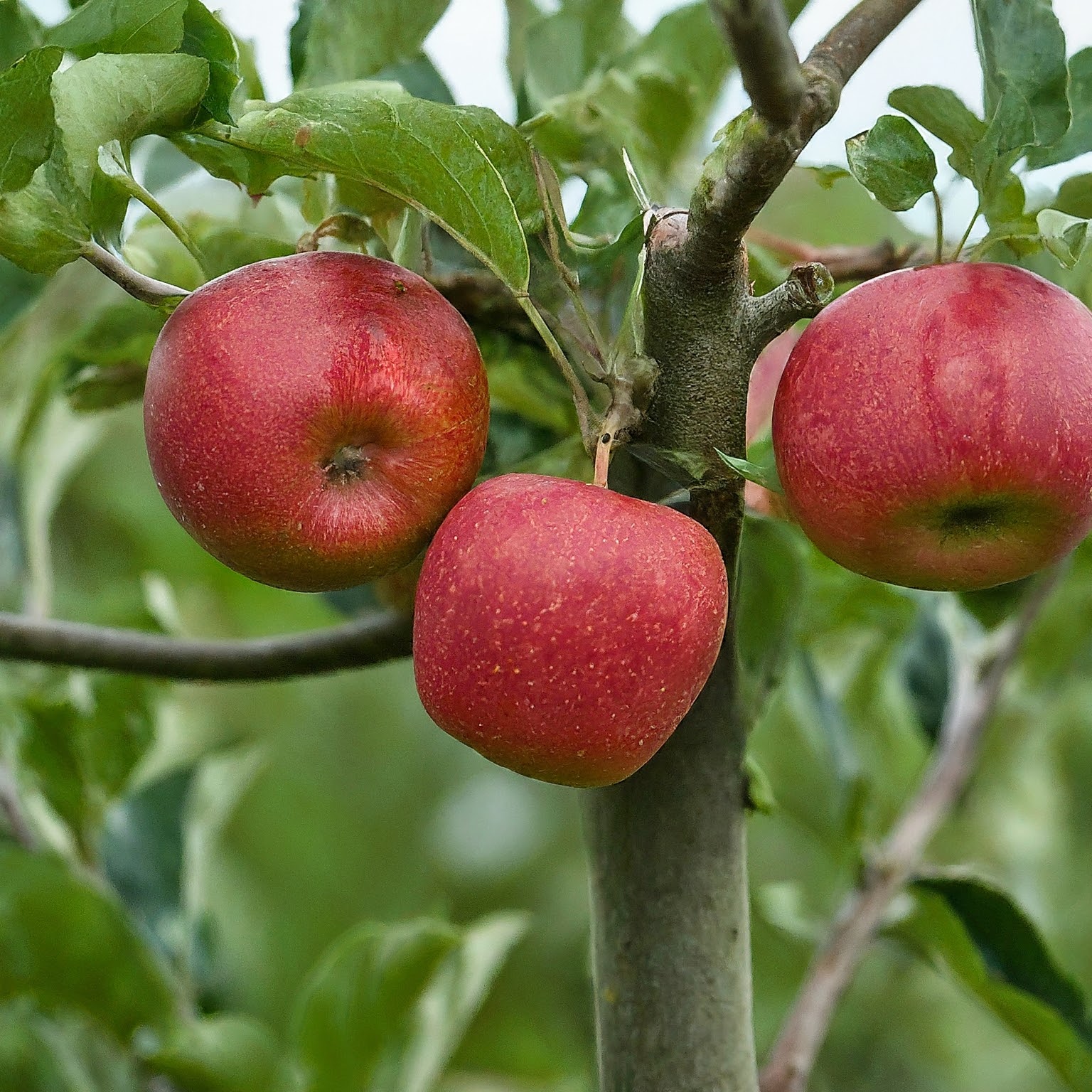 How to Prune Overgrown Apple Tree: A Step-by-Step Guide post thumbnail image