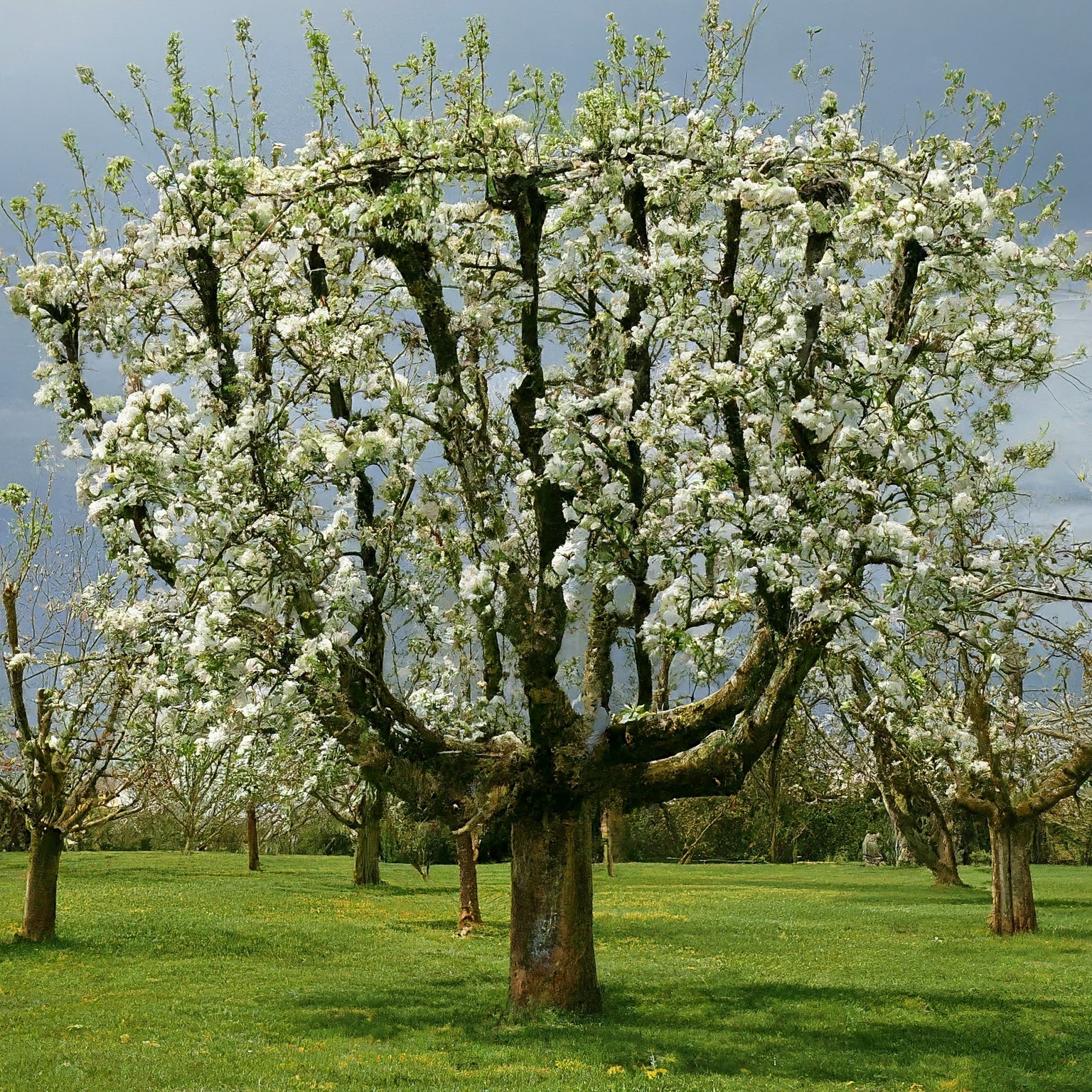 pruning mature overgrown apple trees