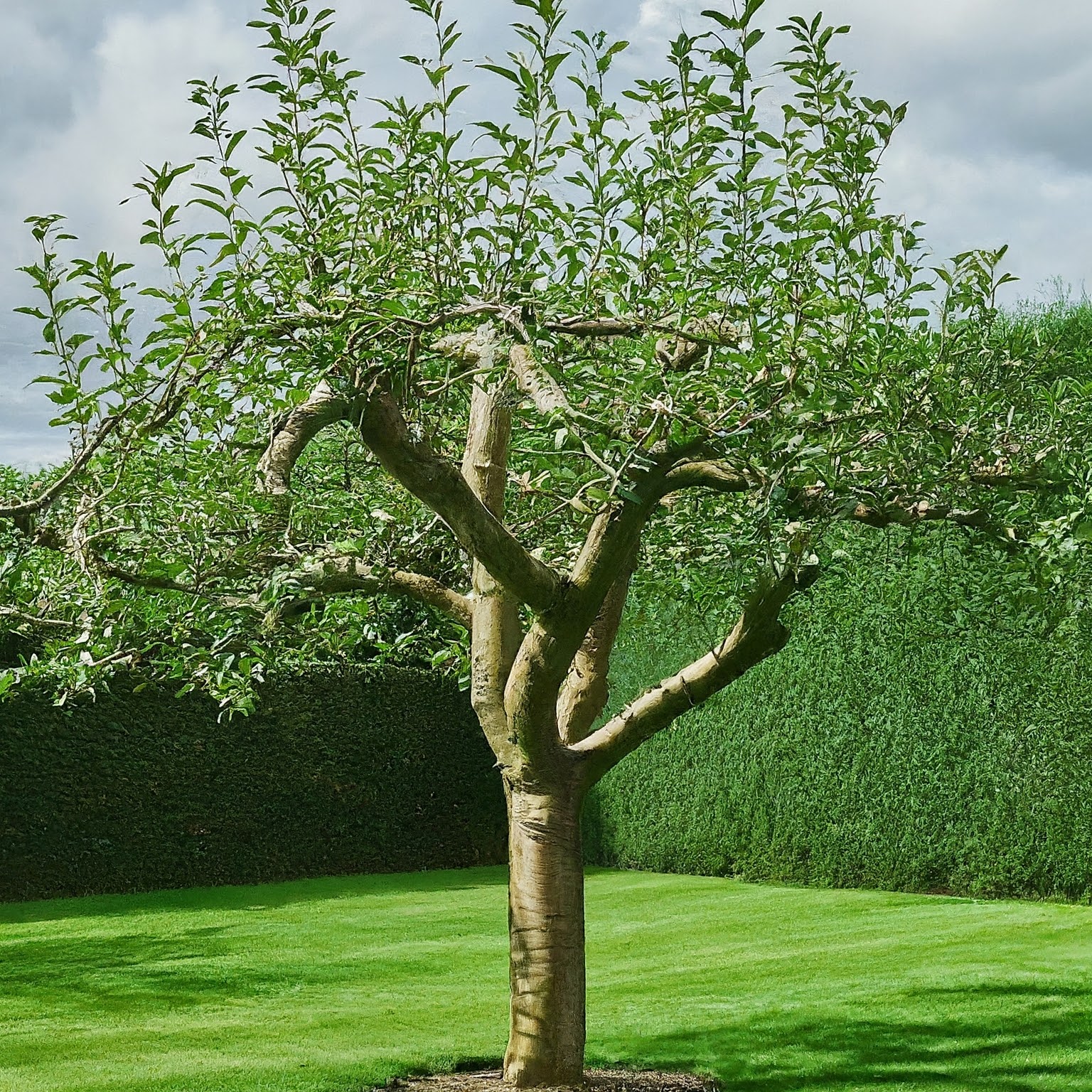 best time for pruning apple trees