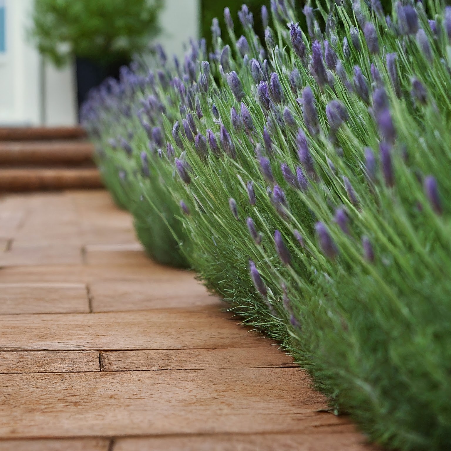 How to Prune Spanish Lavender: Pruning Tips for Success post thumbnail image