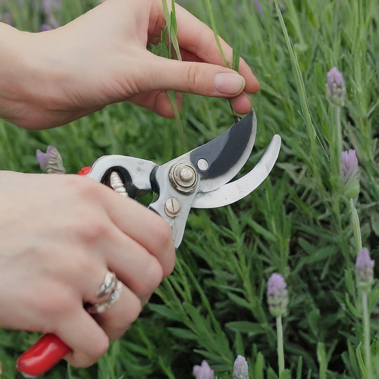 How to Prune your Spanish Lavender 